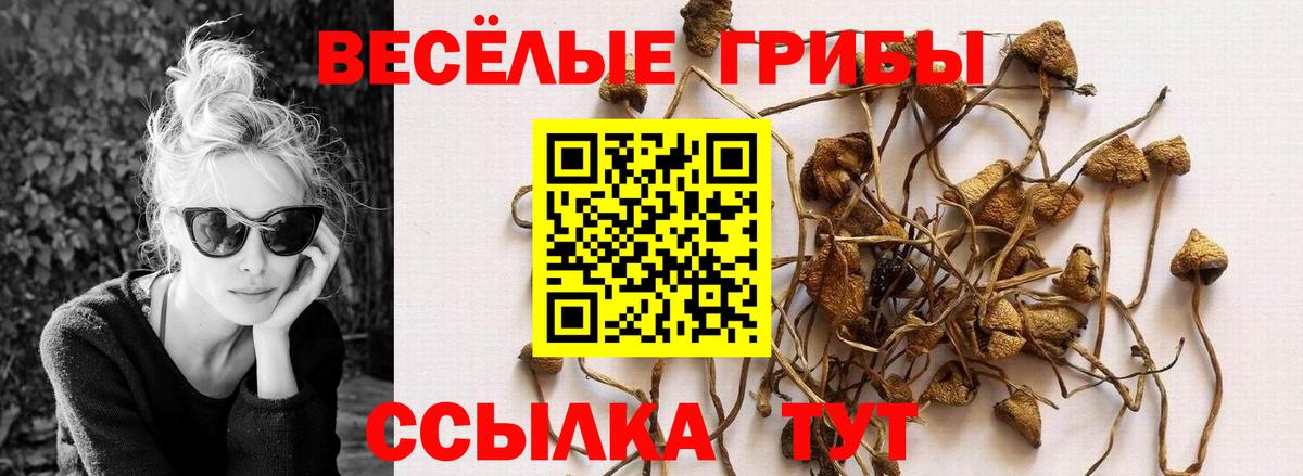 Ливны  Псилоцибиновые грибы Cubensis  Вход с VPN 